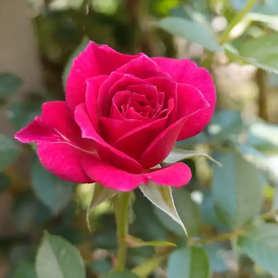 Rosa Gloriana - violet - trandafiri târâtori și cățărători, Climber